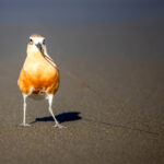 03 NZ Dotterel with Polychaete Worm