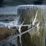 08-spiders_frost