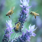 10 Bees and Lavender
