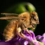 5 . The Golden Honey Bee