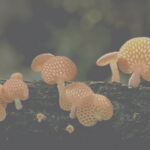 008_Orange Pore Fungi