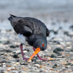 02_Variable Oyster Catcher