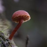 03 Little Red Fungi