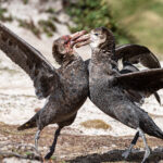 03. Northern Giant Petrels Fighting
