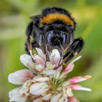 03_NZ Bumblebee (Bombus Apidae)