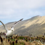 04. Southern Royal Albatross