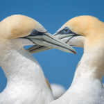 05-Australasian-Gannets-courting