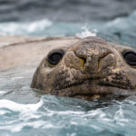 07. Elephant Seal