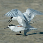 07_White-fronted Terns