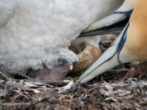 08_Newly hatched chick