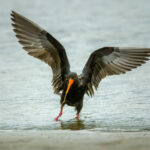 08_Variable Oyster Catcher