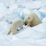10. Polar Bear & Cub