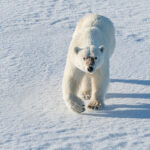11. Polar Bear Approaching