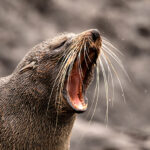 8 New Zealand Fur Seal