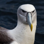01 Lice on Whitecapped Albatross