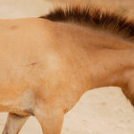 01. Mongolian Wild Horse