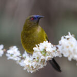 01_Bellbird on Blossom