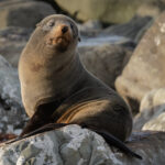 02.NZ Fur Seal