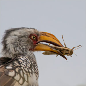 03 Southern Yellow-billed Hornbill