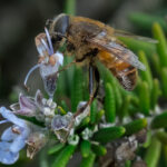 03.Bee visits Rosemary