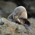 05_Fur seal , Arctocephalus forsteri