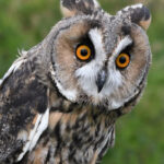 07 Long-eared owl