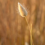 07.Bunny Tails