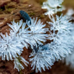 08 Coral slimemold with springtails