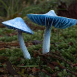 08_Blue Mushroom, Entoloma hochstetteri