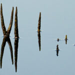 09 Mangrove reflections