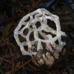 09_Basket fungi, Ileodictyon cibarium