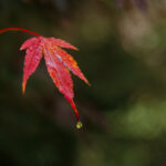 09_Maple leaf drip