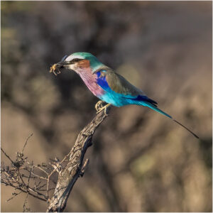 10 Lilac-breasted Roller