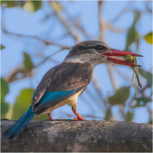 15 Brown-hooded Kingfisher