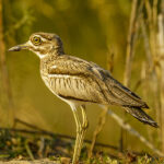 _4 Water thick-knee