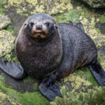 8.New Zealand Fur Seal