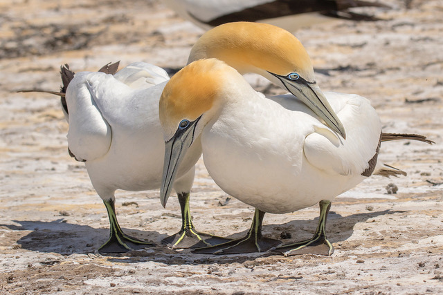 Australasian Gannets