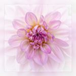 01 Dahlia
