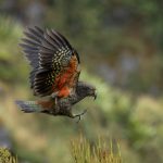 01 Nestor notabilis