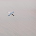 01-Tern in Flight