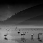 Nine Flamingos on Parade
