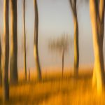 01.Golden Fog