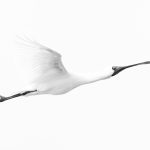01.Spoonbill in Flight