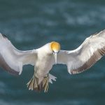 01.Takapu in Flight_382