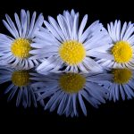 01_DaisyTrio