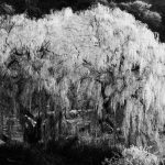 01_Hoar frost Central Otago