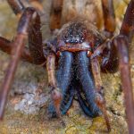 01_Large chelicerae of the male Sheetweb Spider