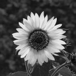 01_Sunflower
