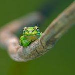 01_green and golden bell frog
