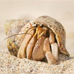 02 Fijian Crab